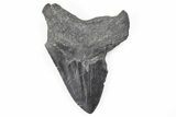 Bargain, Fossil Megalodon Tooth - South Carolina #196885-1